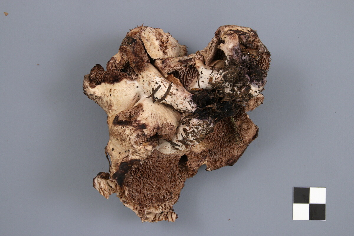Sarcodon lanuginosus image